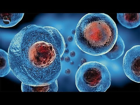Video: Le Cellule Staminali Mesenchimali Derivate Dal Cordone Ombelicale Umano Proteggono Dalla Colite Sperimentale Tramite Cellule Regolatrici CD5 + B