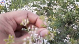 প্রকৃতির রঙ - সজের ফুল || Color of Nature - Coriander Seed || Prokritir Rong - Sojh phol