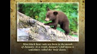 American Expedition Celebrates the Black Bear