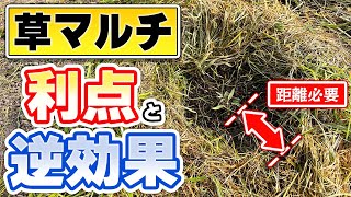 【自然栽培284】草マルチ気を付けること