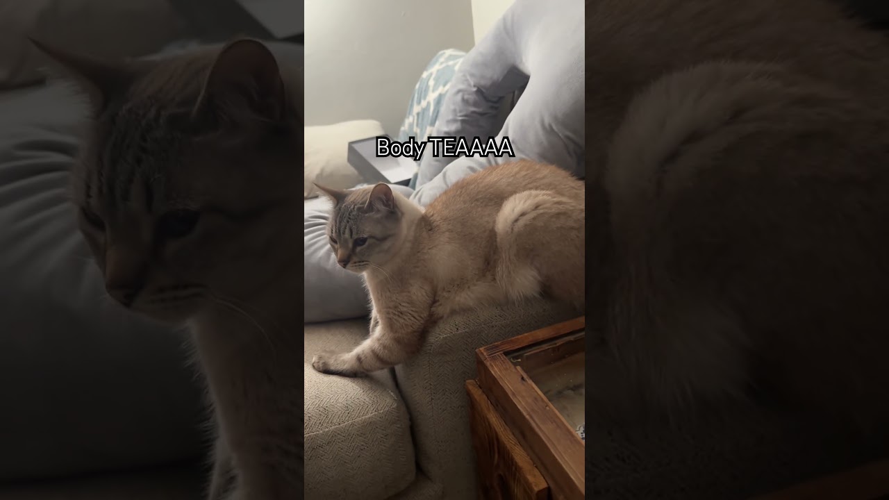 Our family kitty 🐱 he’s natural and petite 😂🩷 