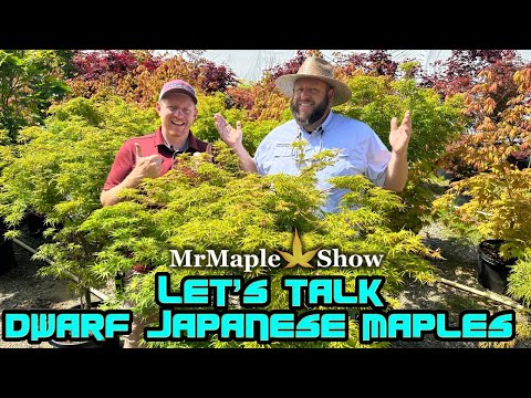 Comparing Dwarf Japanese Maples