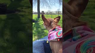 Bella Goes Full Guard Dog… From My Lap 😂