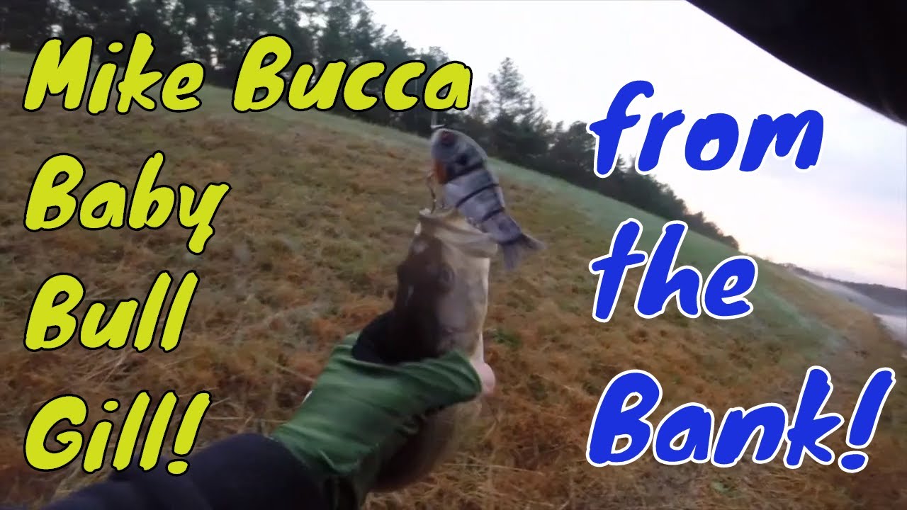 Bucca Baby Bull Gill on the Bank