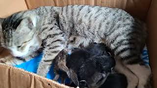 Induk Kucing Nyusuin Anaknya