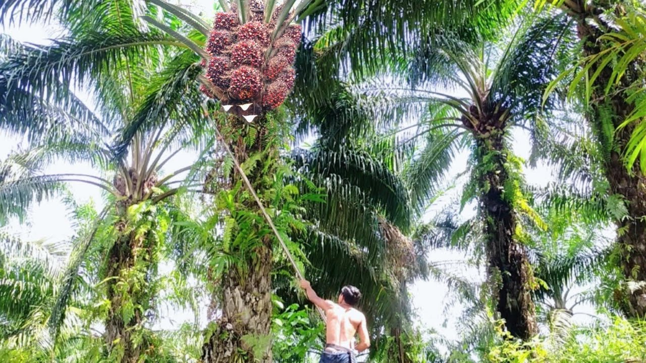 HARVESTING FRUIT OIL PALM OIL