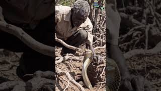 Httpswwwfacebookcomsharer1mjcxfhmpzmibextidwwxifr animals stitchtricks comedy snake