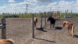 farm yard calgary alberta 👍
