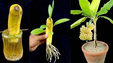 Great Technique for Grafting Banana Tree Growing fast with aloe vera/ How to grow banana trees