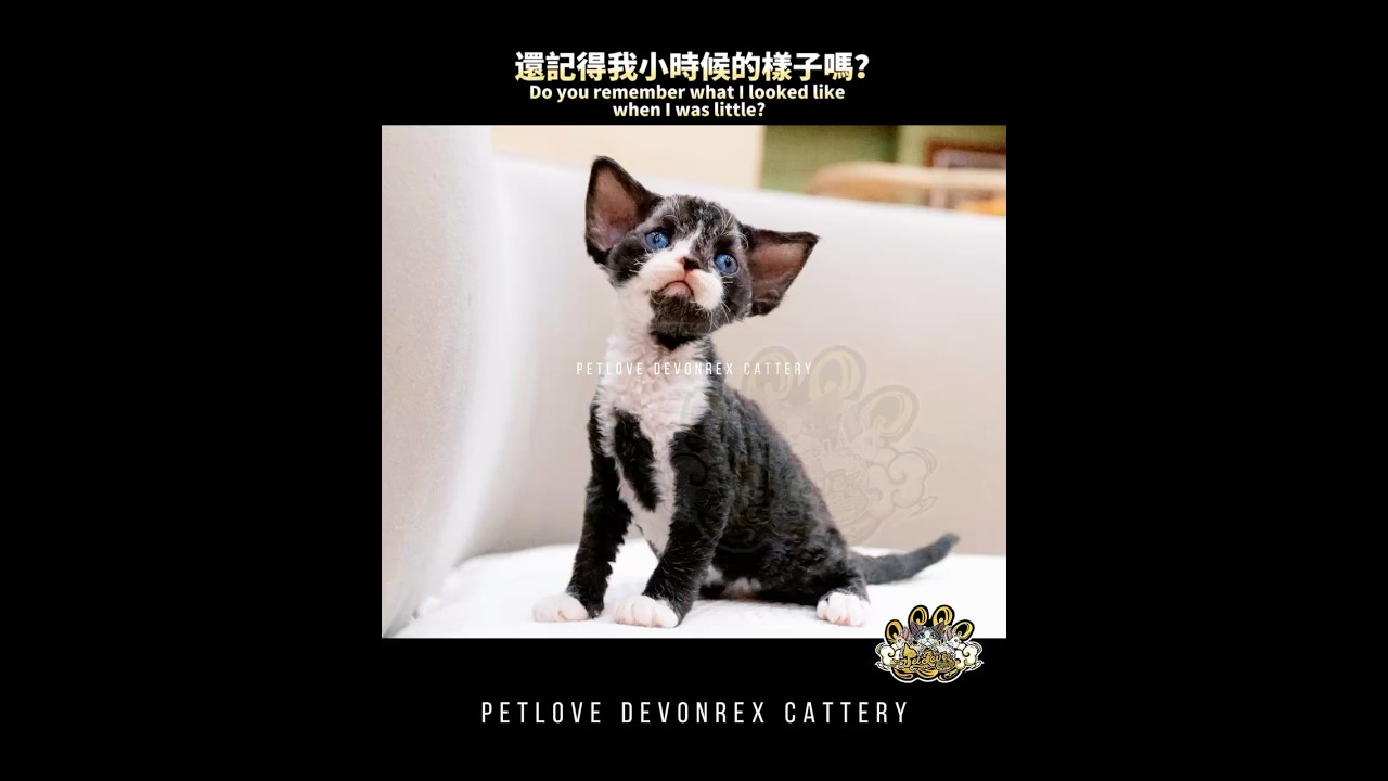 😻還記得我長什麼樣子嗎? 縮圖