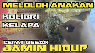 How to care for baby wiceh/coconut hummingbirds so they live and grow quickly