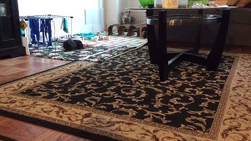 Guinea pig Bella runs with the carrot