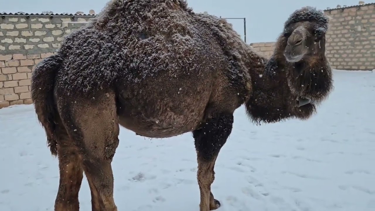 Түйе туды | Қойлар | Қар