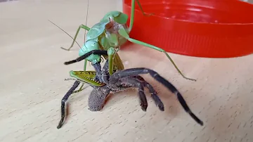 Praying mantis eating spider (tarantula)
