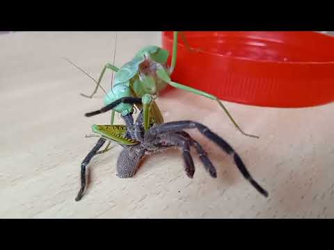 Praying mantis eating spider (tarantula)