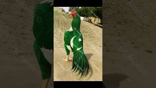 Pakistani Flag Rooster Happy Independence Day Pakistan 2025