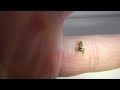 Умный Прыгающий Паук Скакун Зебра Salticus Zebra Jumping Spider