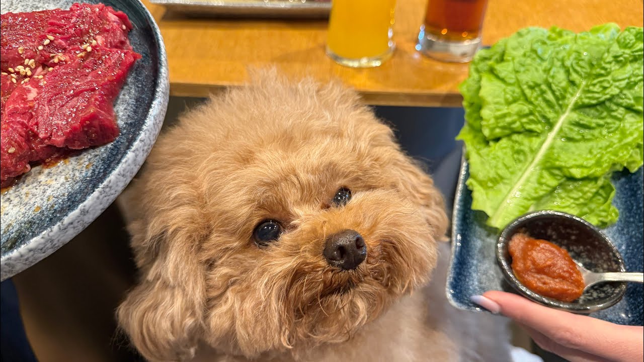 【ゆるVlog】カフェ活して焼肉行ってきた🧸