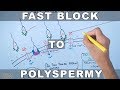 Fast Block To Polyspermy in Sea Urchin
