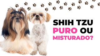 COMO SABER SE O SHIH TZU É PURO OU MISTURADO? | 8 Características do Shih Tzu misturado