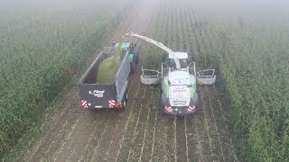 Maishäckseln 2023 Teil 4, LU Krumm mit Claas Jaguar 950 und 10 Reihen Gebiss, JCB, Fendt, Deutz [4K]