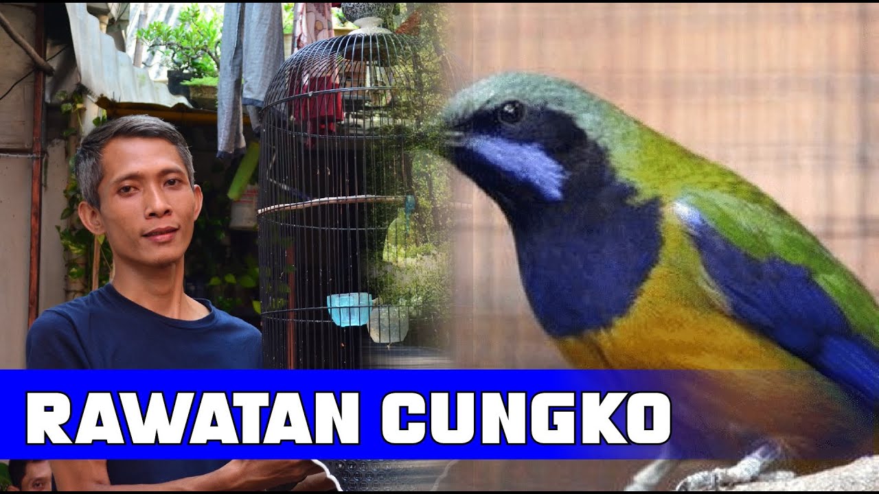 rawatan cucak cungko REVIEW MASTERAN CUCAK CUNGKO BURUNG CUCAK CUNGKOK BURUNG MASTERAN By HoBi ID