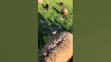 القارئ هاوکار صالح محمد الکردي 🎙🤍 صلوا على النبي ﷺ اللهم صل وسلم  على نبينا محمد ﷺ❤️