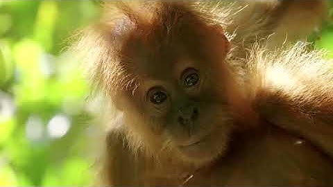 How to Save Our Planet