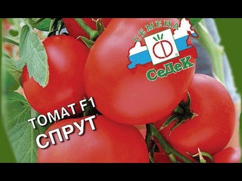 Семена Седек Купить Интернет Каталог