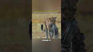 Una noche en que el cazador se convirtió en el protector 🐆❤️ #viral #shorts