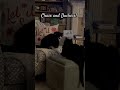 Chase was crossing into her “personal space” again! #cats #cat #catshorts #catvideos #shorts