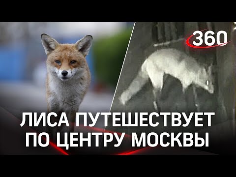 Внимание! В Москве потерялась лиса. Посмотрите, может видели