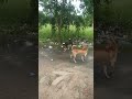 dog fight on the street,#yoyohoneysingh #cat #animal #viral #cute #youtubeshorts #adventure