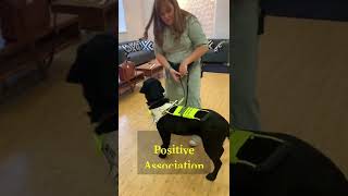 How guide dogs are taught to wear a harness