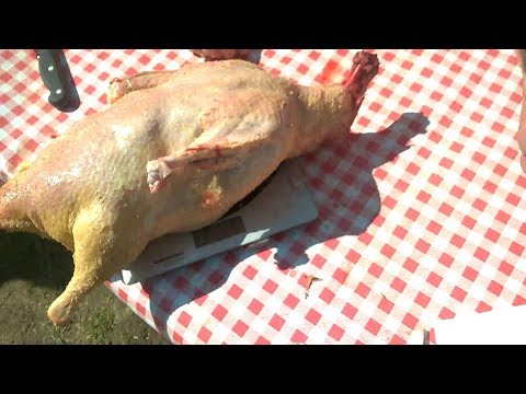 Ubój kaczek i brojlerów Porážka kachen a brojlerů - YouTube