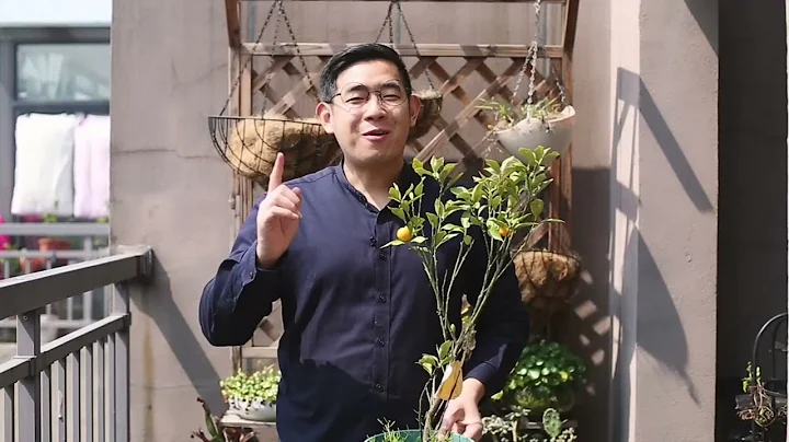 金桔怎麽養？園藝師教你，金桔盆栽的養護技巧 - 天天要聞