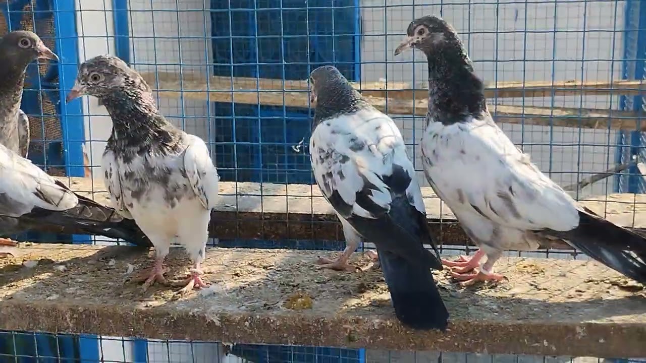 Firozpui BABY FOR SALE ORIGINAL BREED 03348014543