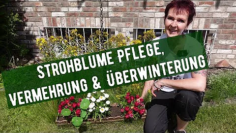 Wann schneidet man Strohblumen zurück?