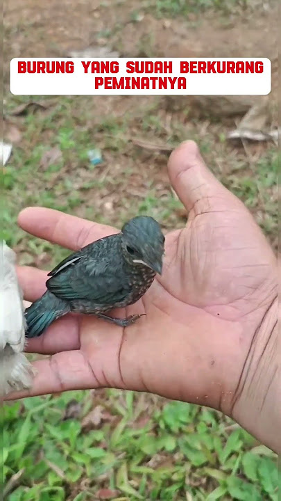 Burung yang sudah jarang ditemui di alam liar#murai #muraibatu #muraibatujuara #muraibatunias #murai