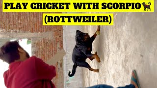 PLAY CRICKET WITH SCORPIO 🐕‍🦺 ROTTWEILER