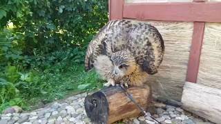 Филин Ёль в деревне. С котиком 1. Филин Ёль в деревне. С котиком 1.