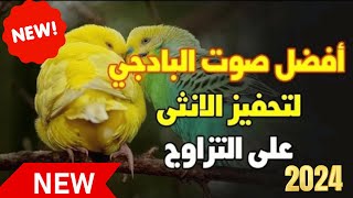 صوت تهيج طيور البادجي  لتحفيزهم على التزاوج والنشاط ?????