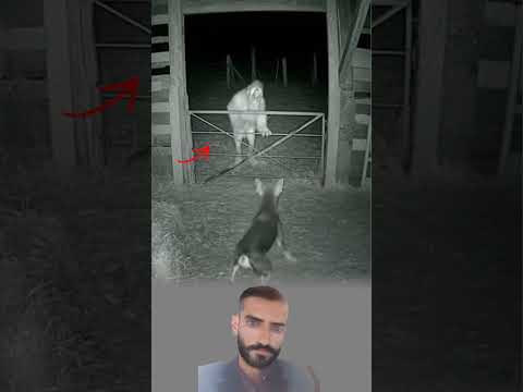 حين اهتز سياج الغنم تحت أنياب غريبة دو ى نباح الحارس الأمين في وجه الخطر