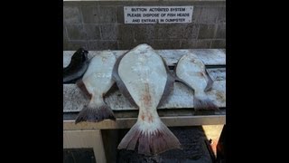 " HALIBUT FISHING IN SAN FRANCISCO BAY "