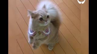 Кошка с хвостом как у белки! Кошка с хвостом как у белки!