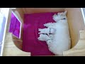 Westie Puppies Livestream - 8 Days Old