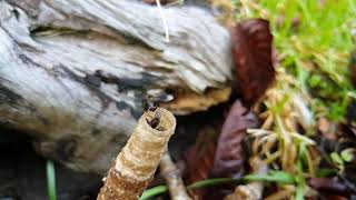 Kelulut video 1slowmo