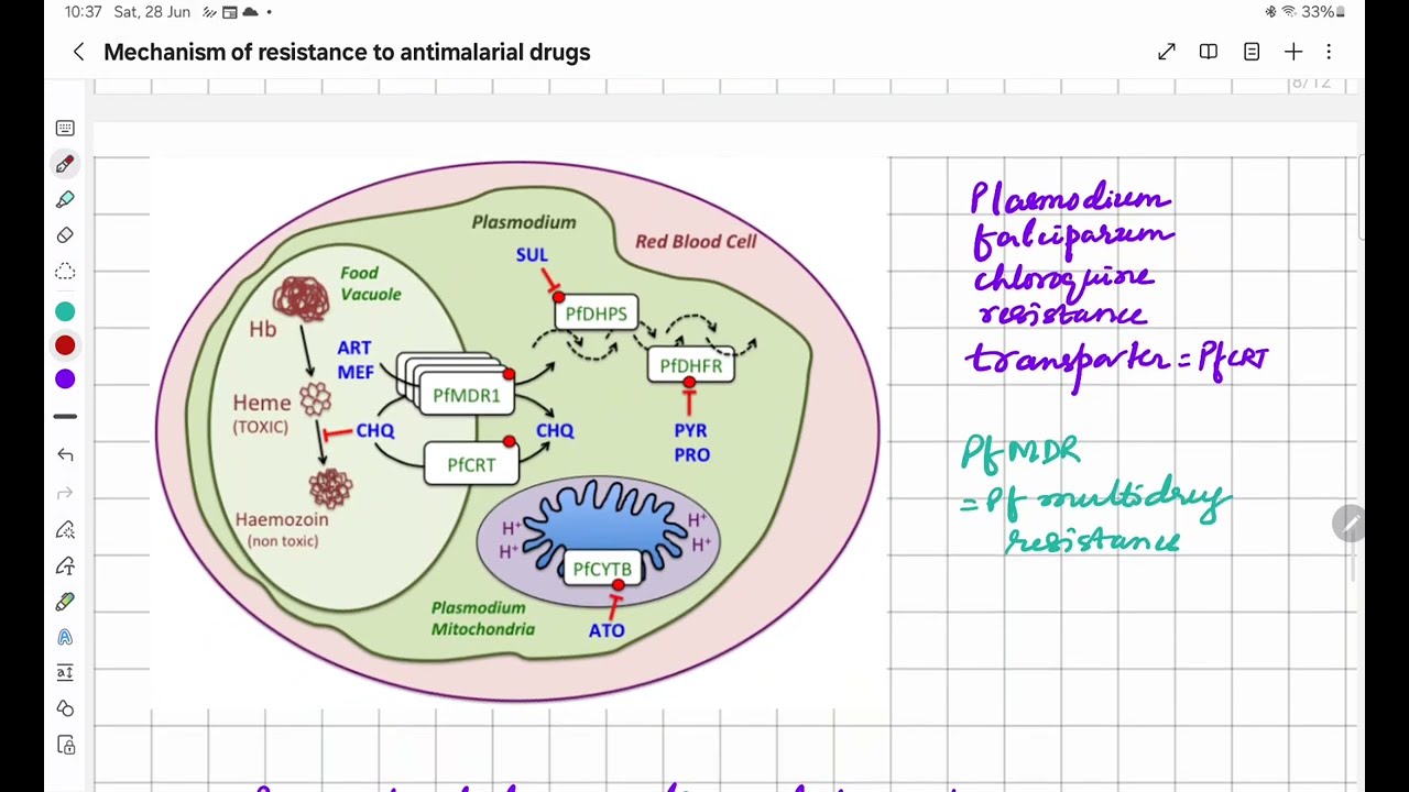 Mechanism of antimalarial drug resistance