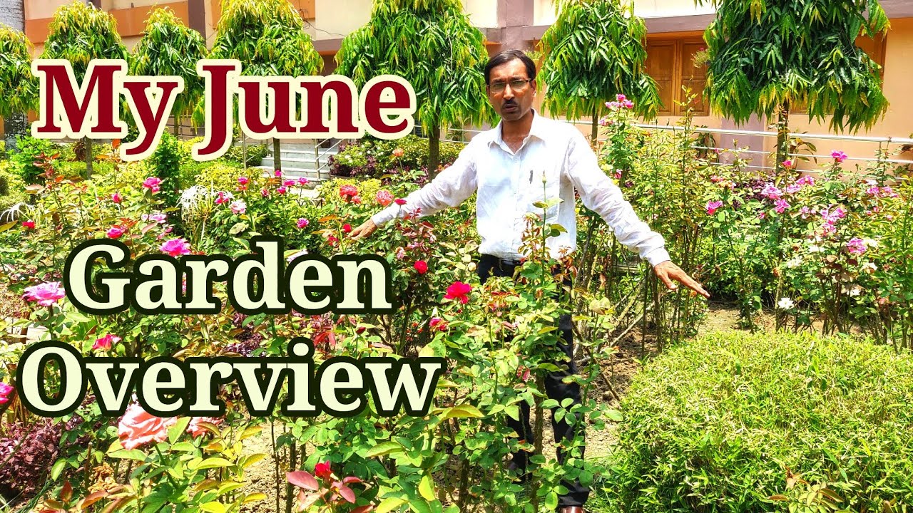 indoor plants online My June Garden Overview. My Garden in Hot Summer Season