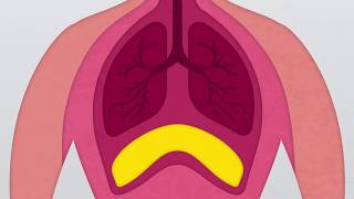 What is the Diaphragm?